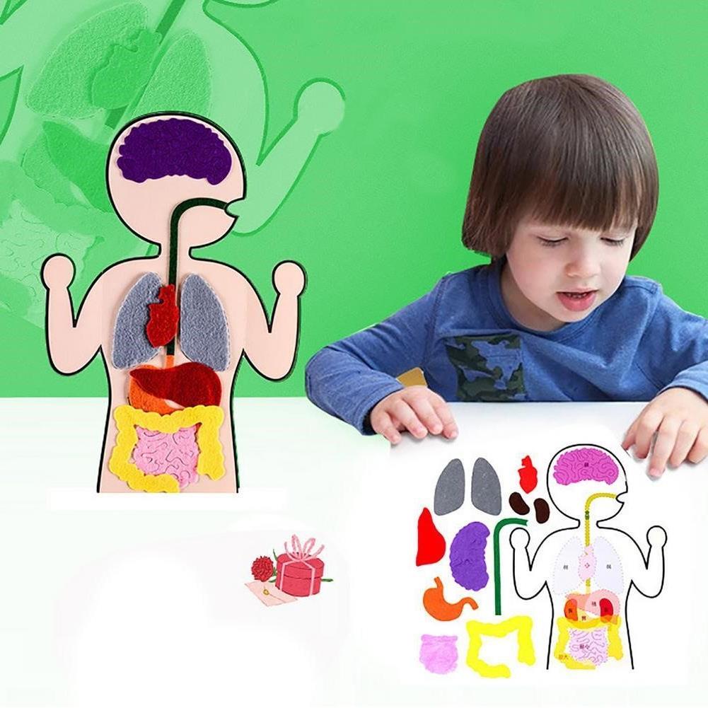 Človeško telo Učni pripomočki DIY Felt Craft Izobraževalne igrače za organe  Otroški notranji organi Učni pripomočki Ustvarjalne otroške igrače
